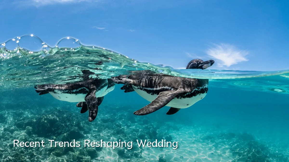 Recent Trends Reshaping Wedding