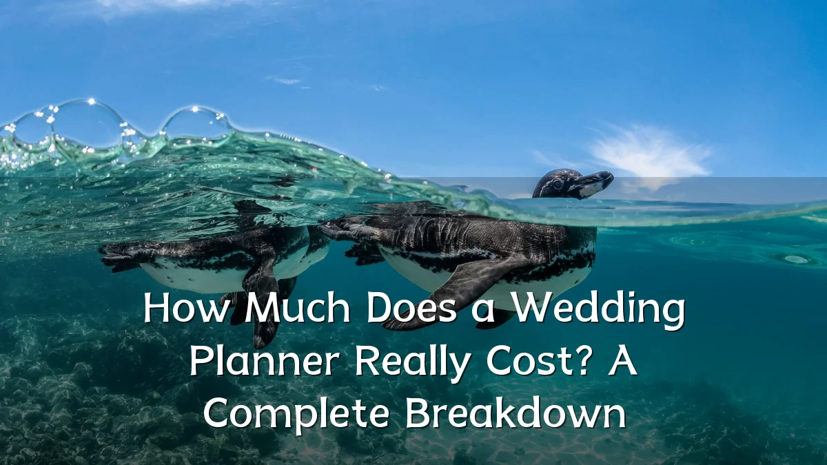 How Much Does a Wedding Planner Really Cost? A Complete Breakdown