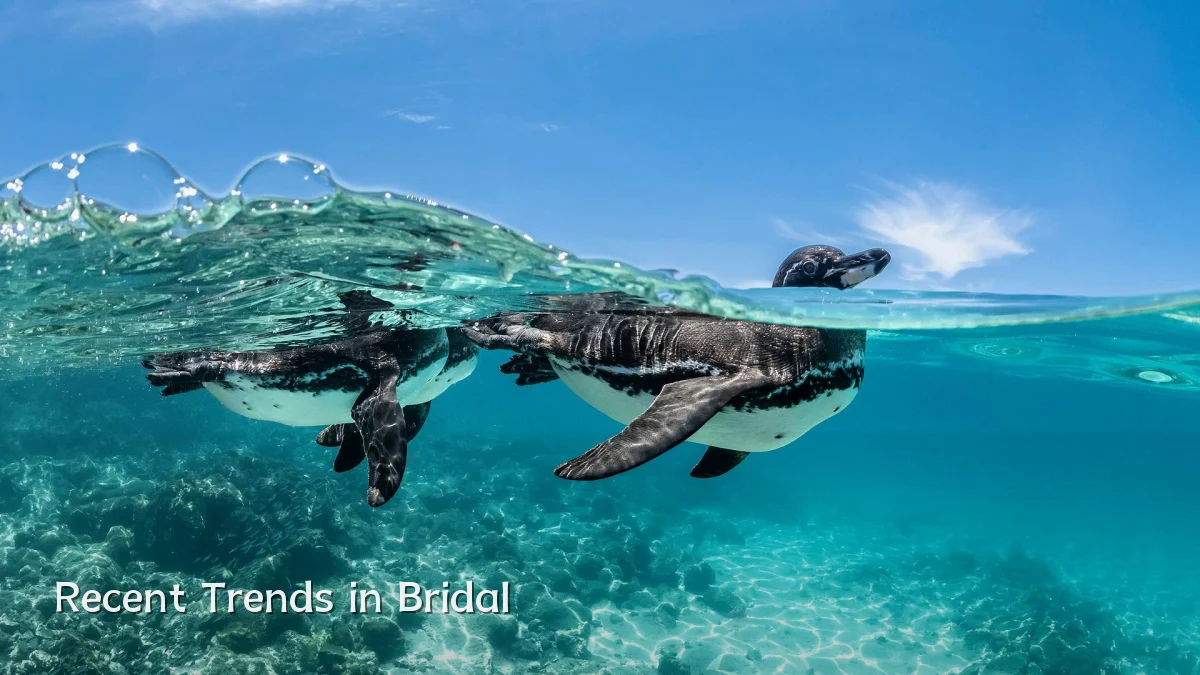 Recent Trends in Bridal