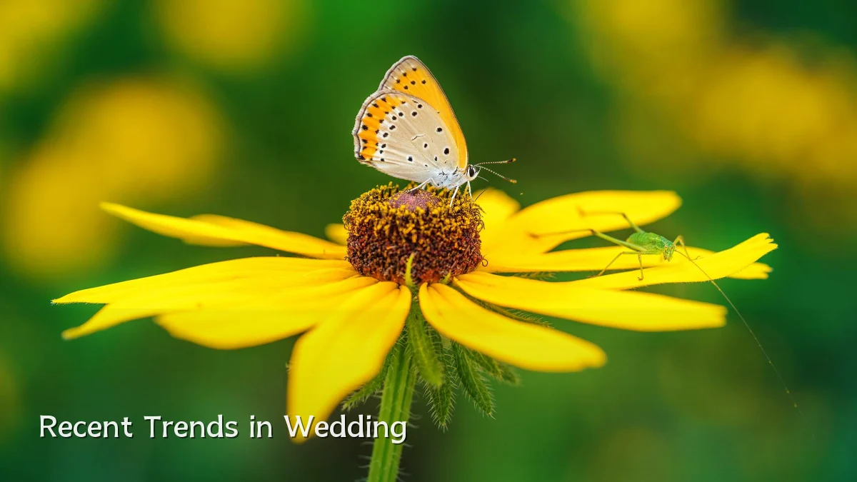 Recent Trends in Wedding