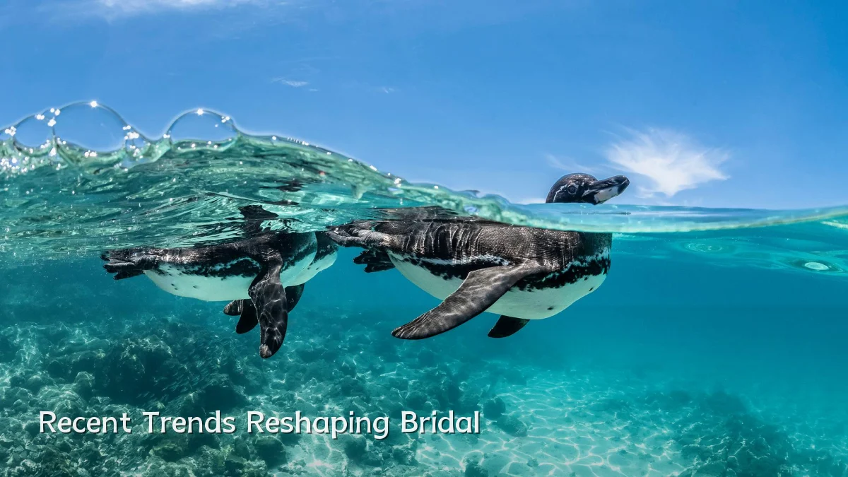 Recent Trends Reshaping Bridal